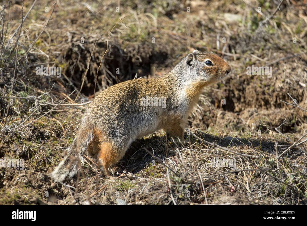 Uno scoiattolo colombiano è a terra al Farragut state Park, nell'Idaho nord. Foto Stock