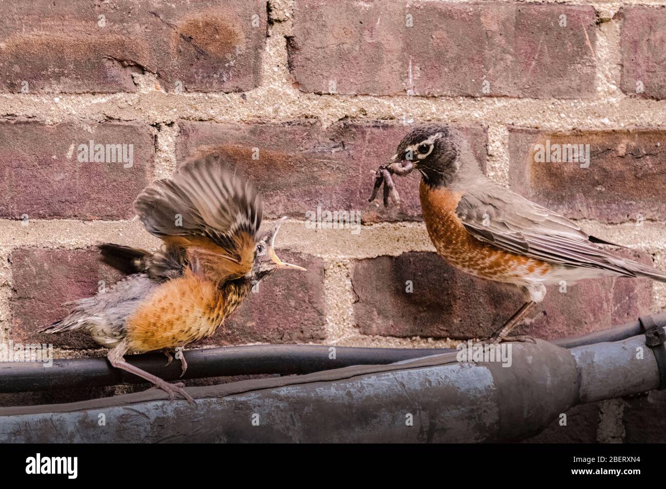 American Robin fledgling, Turdus migratorius, con l'alimentazione degli adulti vermi a New York City, la fauna selvatica urbana, Stati Uniti d'America Foto Stock