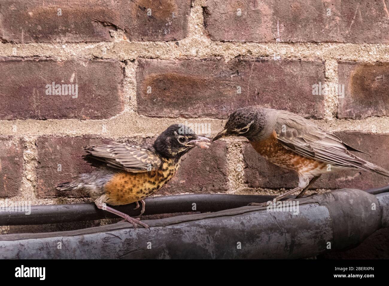 American Robin fledgling, Turdus migratorius, con l'alimentazione degli adulti vermi a New York City, la fauna selvatica urbana, Stati Uniti d'America Foto Stock
