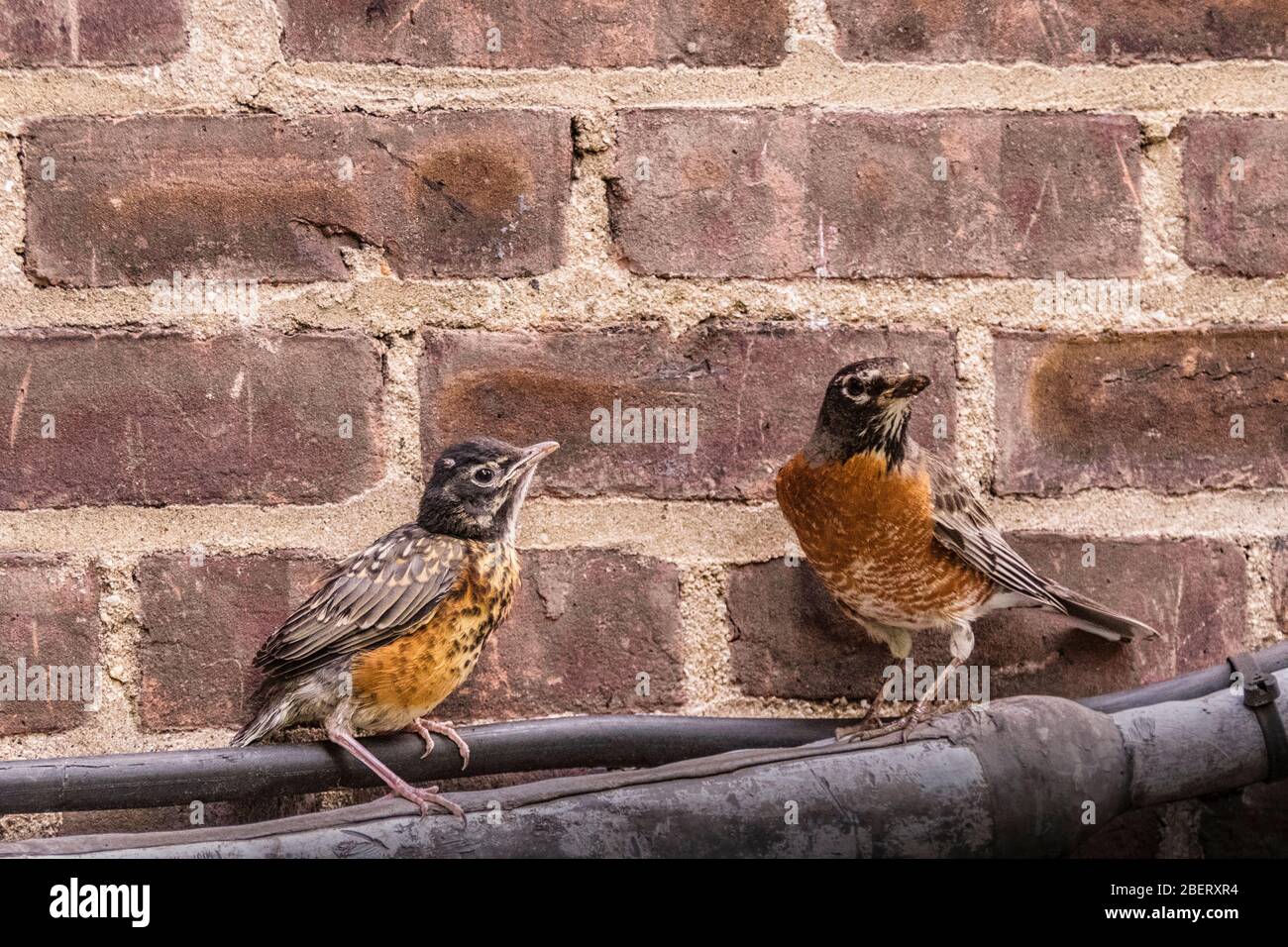 American Robin fledgling, Turdus migratorius, con genitore su tubo da muro di mattoni a New York City, la fauna selvatica urbana, Stati Uniti d'America Foto Stock