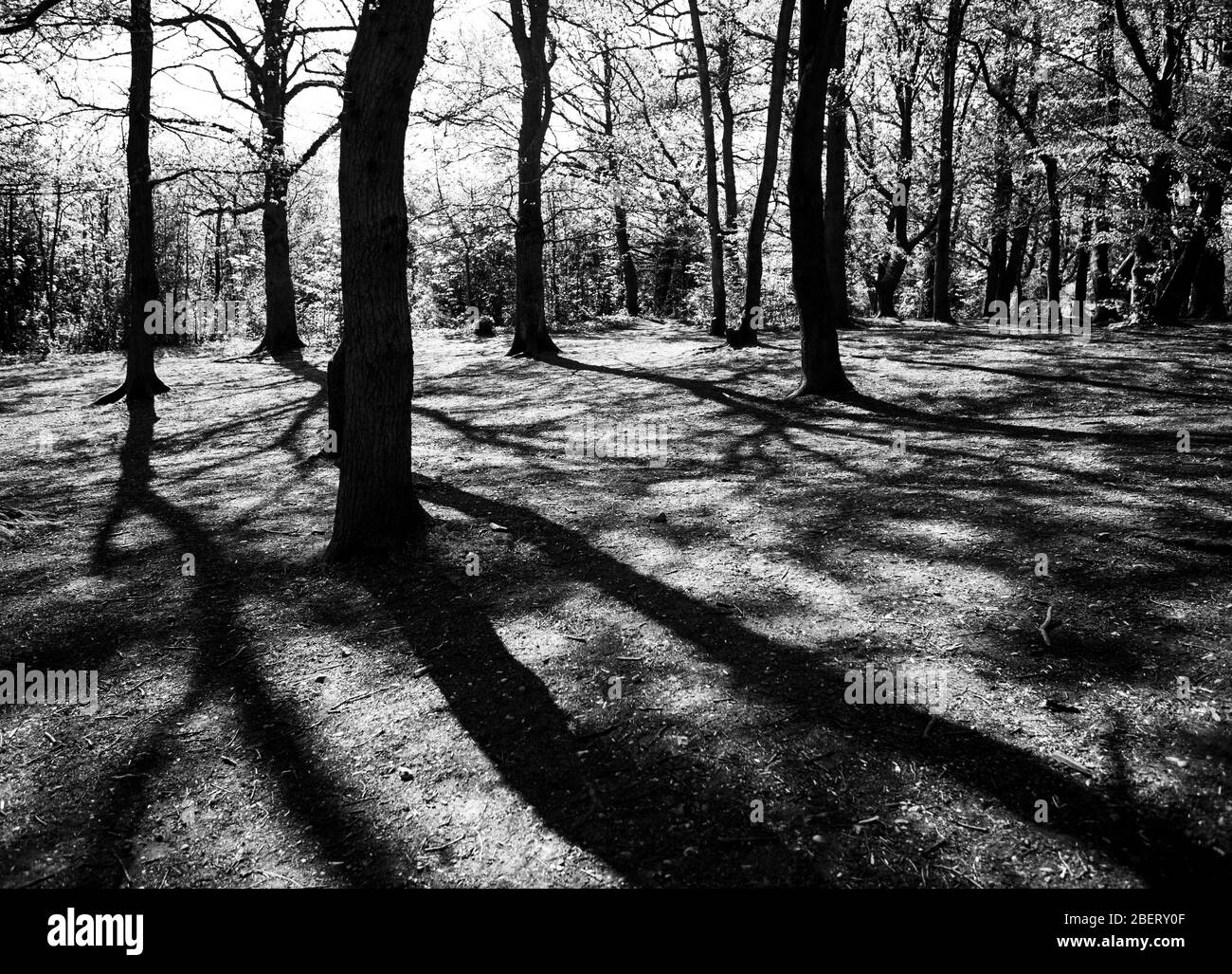 Paesaggio boscoso in bianco e nero Foto Stock