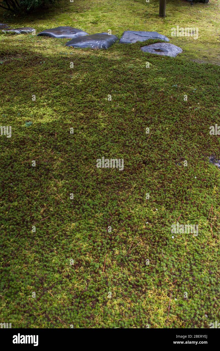 Palazzo Imperiale di Kyoto, 3 Kyotogyoen, Kamigyo Ward, Kyoto, 602-0881, Giappone Foto Stock