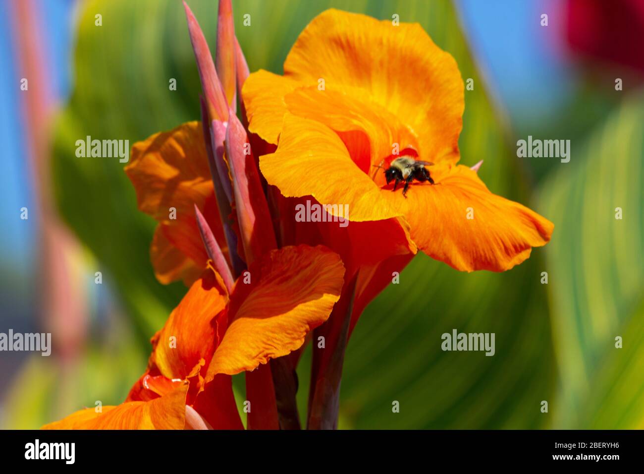 Bumblebee su un giglio di canna Foto Stock