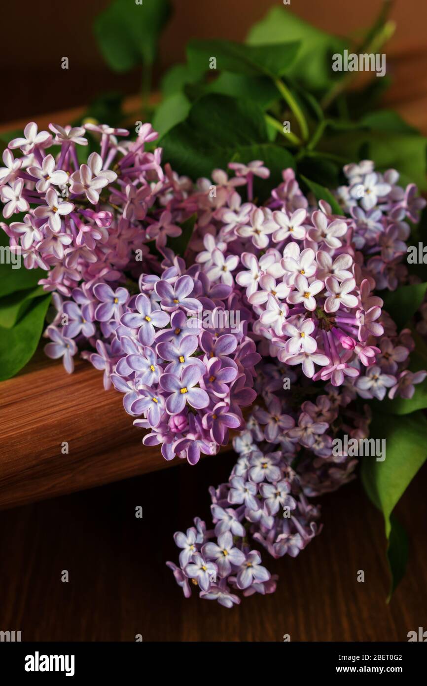 Un bouquet di lilla fresco giace sul tavolo Foto Stock