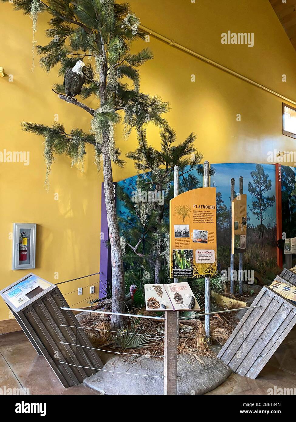 Polk's Nature Discovery Center, mostre, fauna selvatica, alberi, piante, mostre informative; Circle B Bar Reserve; Florida; Lakeland; FL; inverno Foto Stock