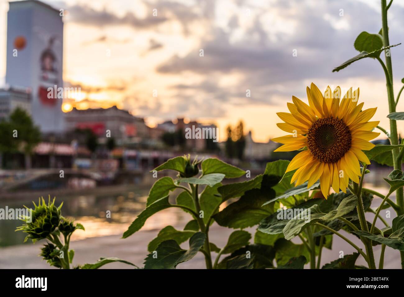 Un luminoso girasole da un giardino urbano durante un tramonto estivo sul canale del Danubio a Vienna Foto Stock