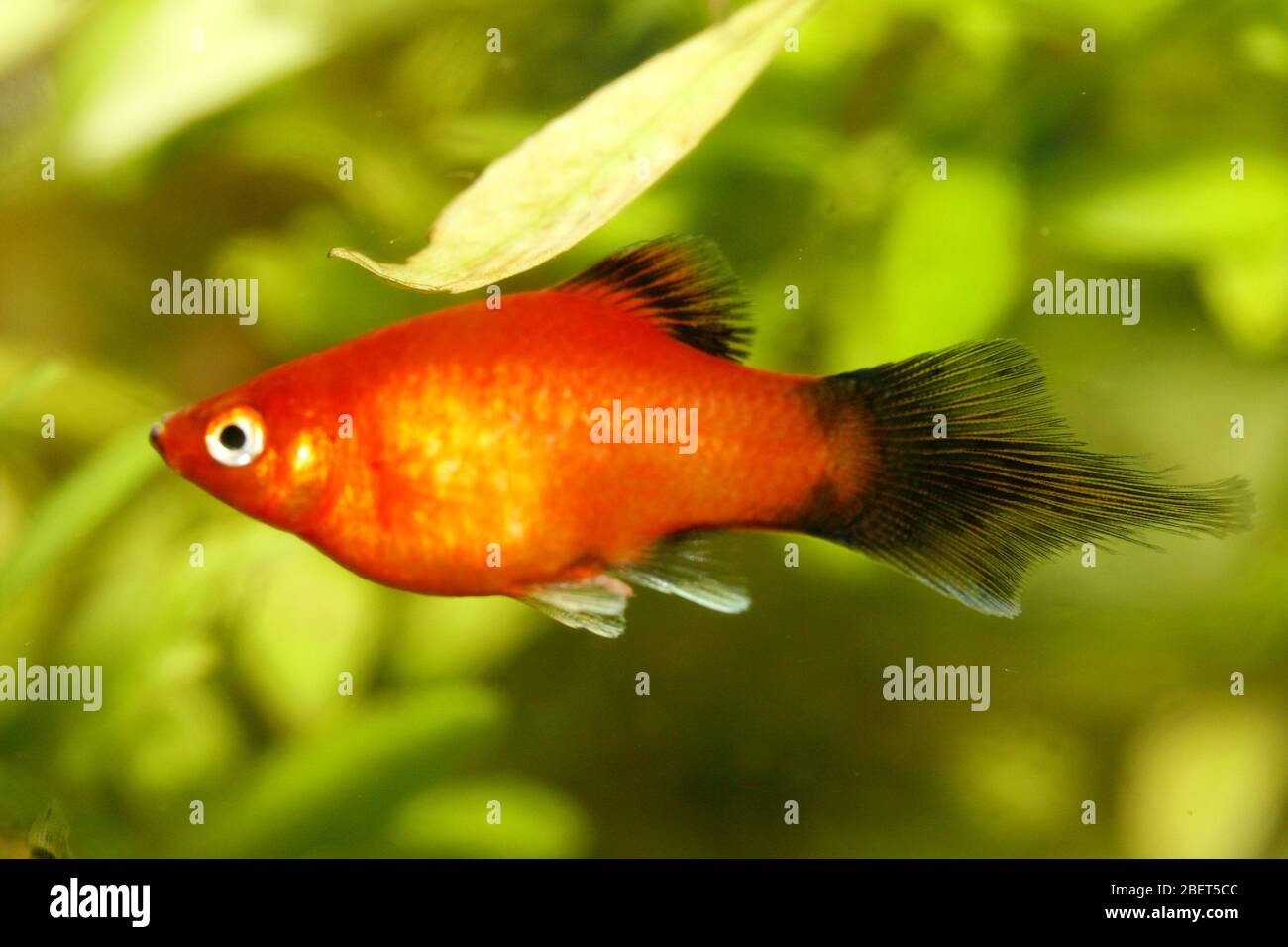 Platy (Xiphophorus maculatus), un popolare acquario di acqua dolce pesce Platy oder auch Spiegelkärpfling (Xiphophorus maculatus), ein beliebter Süßwasser- Foto Stock