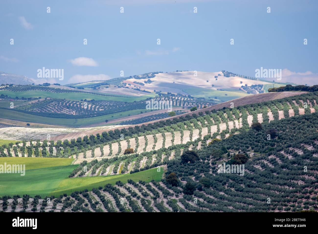 Colline andaluse con estesi uliveti con alcuni lecci tra loro e verdi campi di cereali Foto Stock