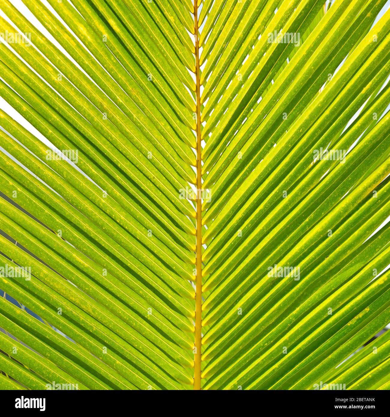 Foglie di palme da cocco. Sfondo floreale Foto Stock