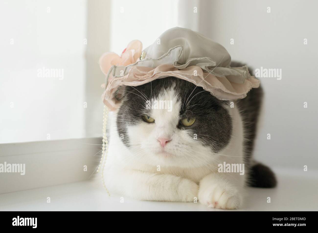 Foto Di Gatto Divertente Immagini E Fotos Stock Alamy