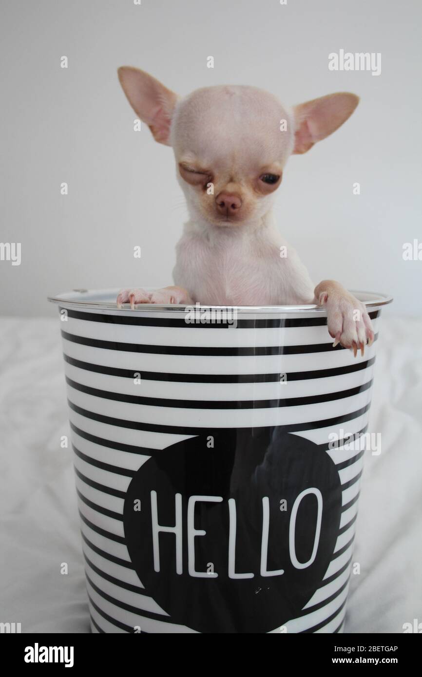 Adorabile bianco piccolo Chihuahua cercando carino per la macchina fotografica Foto Stock
