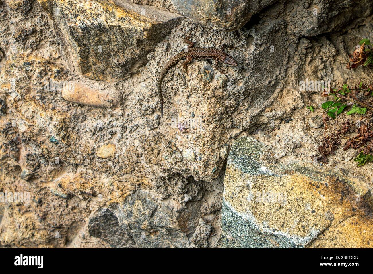 una lucertola sul muro Foto Stock