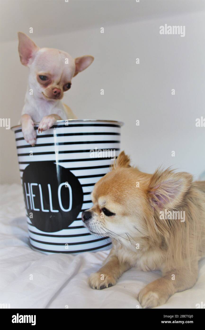 Cani Chihuahua a pelo lungo e corto godendosi ogni altra compagnia Foto Stock