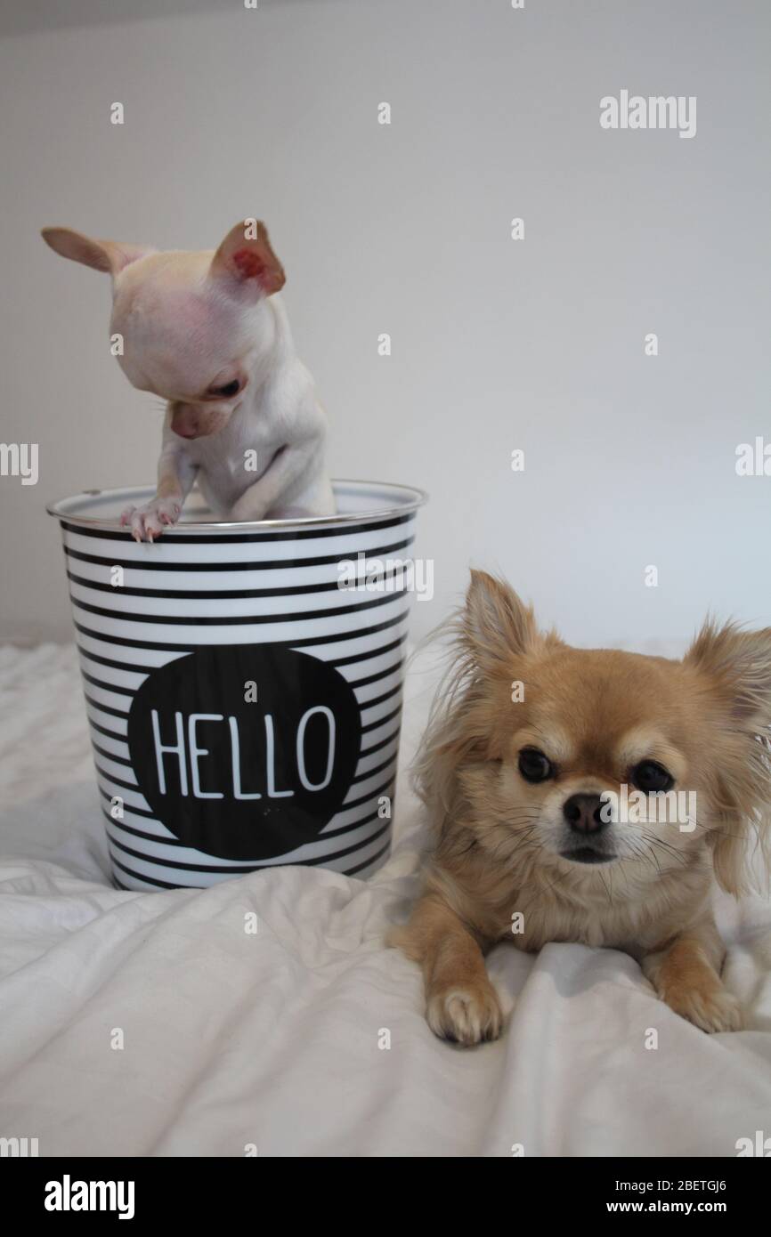 Cani Chihuahua a pelo lungo e corto godendosi ogni altra compagnia Foto Stock