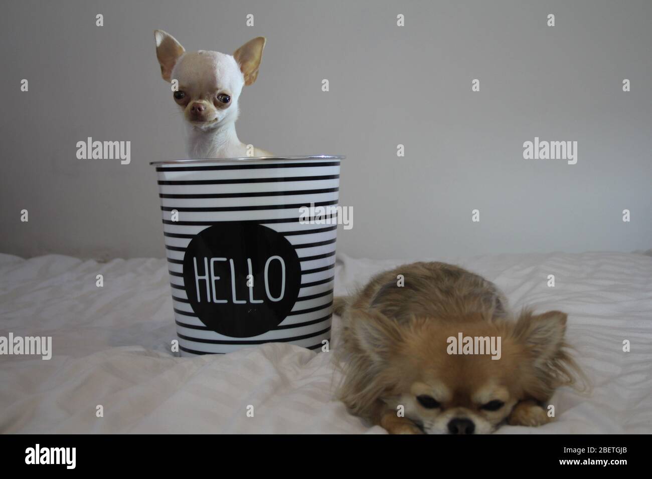 Cani Chihuahua a pelo lungo e corto godendosi ogni altra compagnia Foto Stock