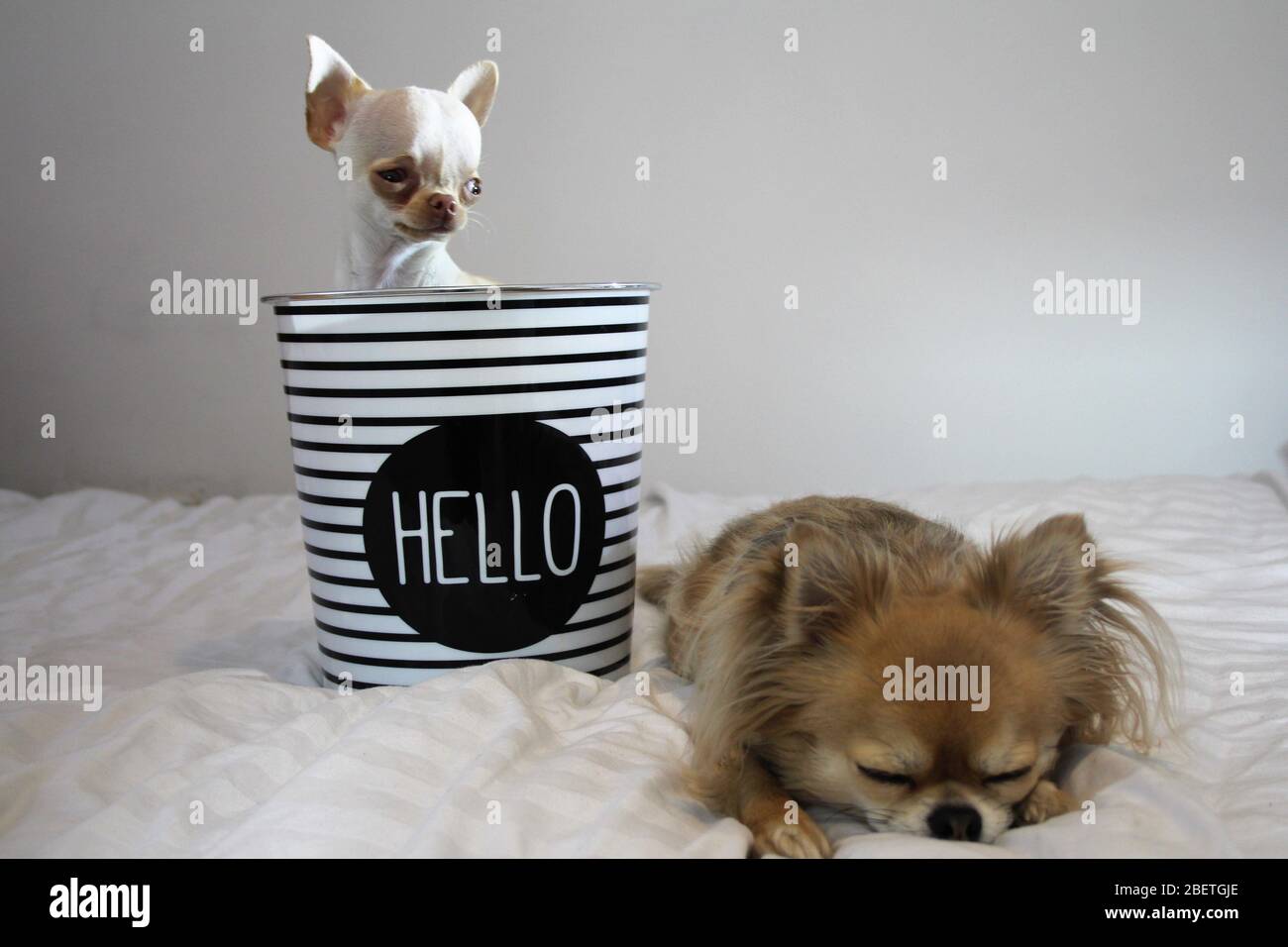 Cani Chihuahua a pelo lungo e corto godendosi ogni altra compagnia Foto Stock