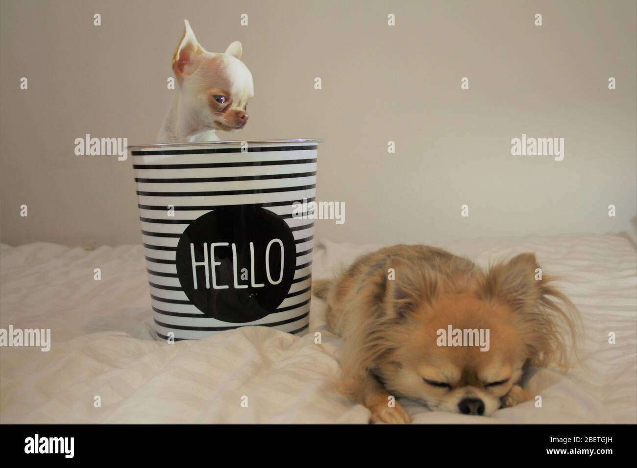 Cani Chihuahua a pelo lungo e corto godendosi ogni altra compagnia Foto Stock