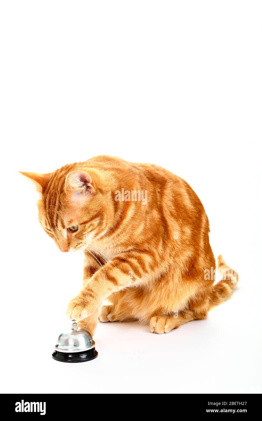 Gatto zenzero circa per suonare una campana di servizio con la sua zampa per attenzione Foto Stock