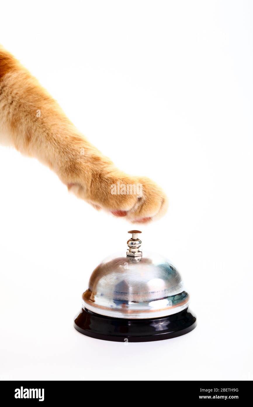 I gatti zenzero si zampa per suonare una campana di servizio per l'attenzione Foto Stock