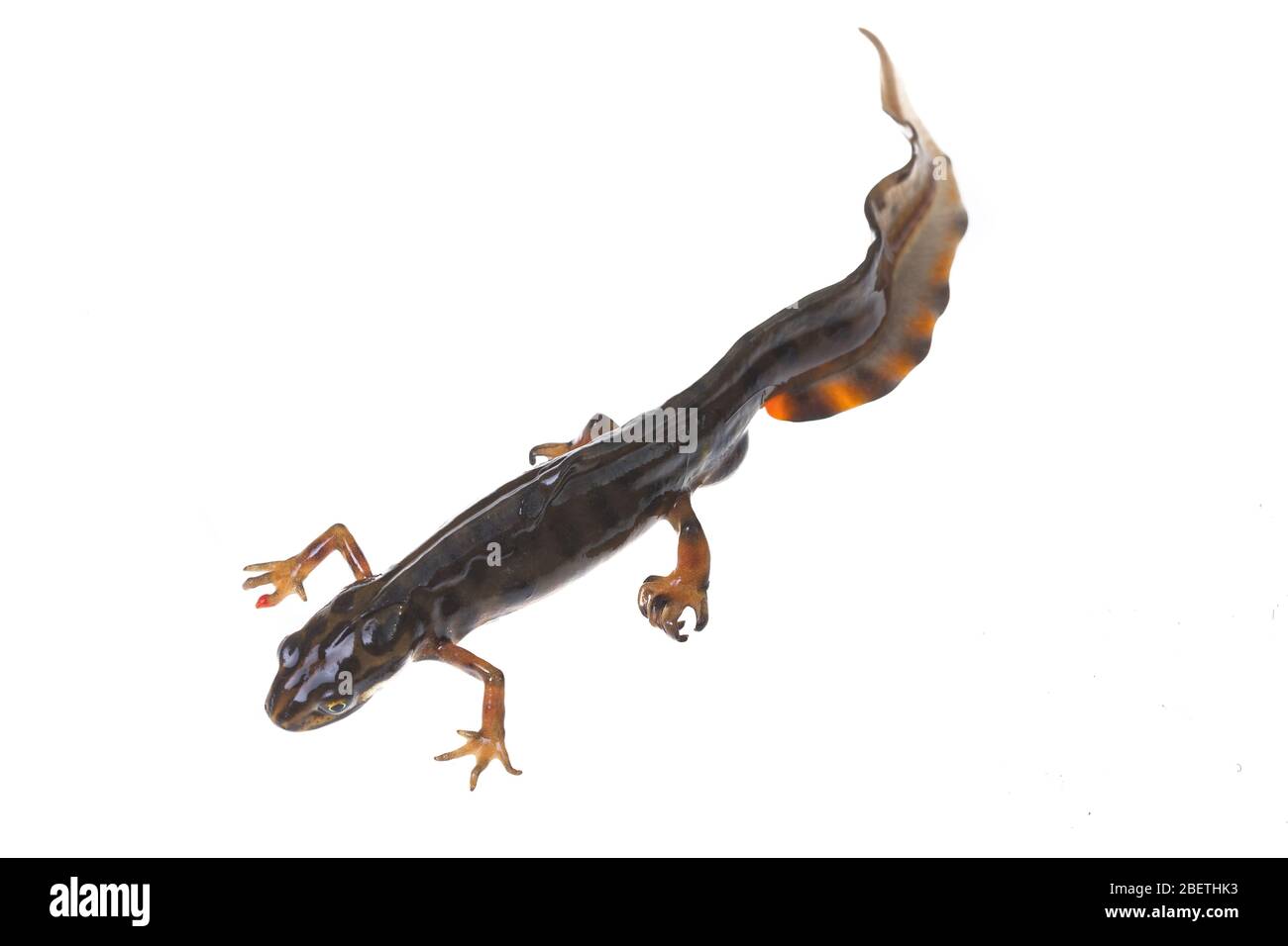 Liscio (o comune) Newt, Lissotriton vulgaris, fotografato utilizzando uno sfondo che in uno studio portatile esterno Foto Stock