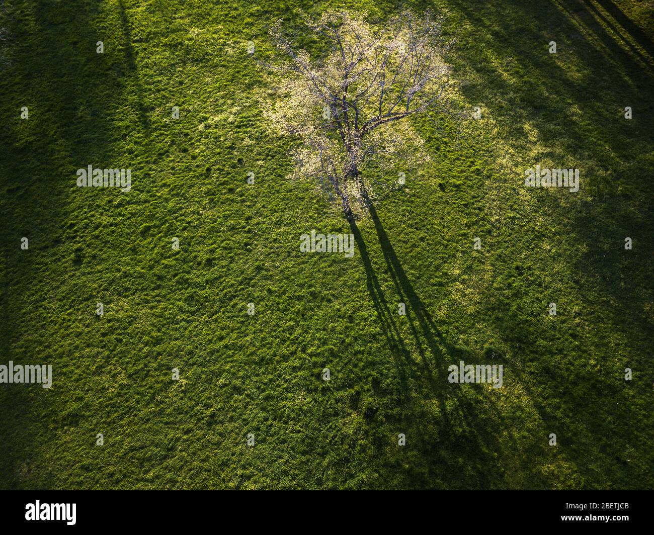 Una vista dall'alto verso il basso di un albero con fiori bianchi contro un lussureggiante prato verde testurizzato con una lunga ombra dal sole basso, girato nel Ritter Park a Hun Foto Stock