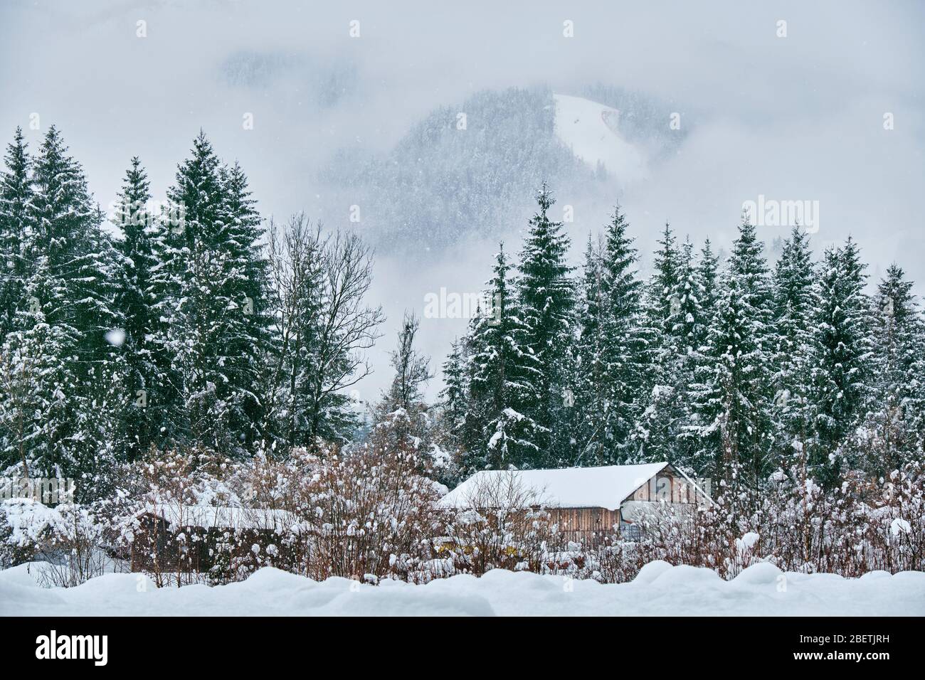Inverno montagna magazzini paesaggio con neve, bellissimi pini coperti di neve fresca, Tarvisio, Italia Foto Stock