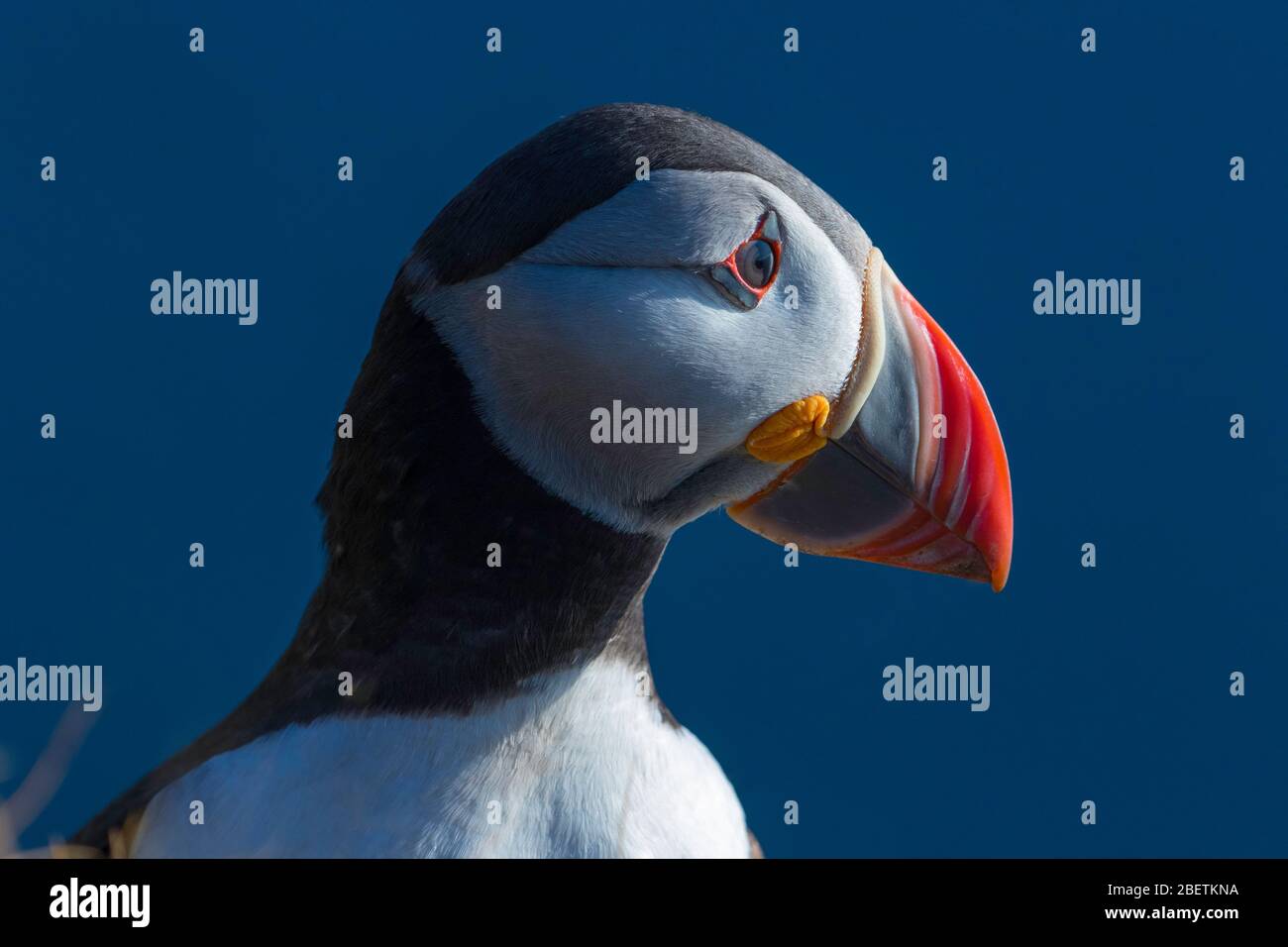 Atlantic Puffin sulle scogliere di Latrabjarg nei Westfjords, Islanda. Foto Stock