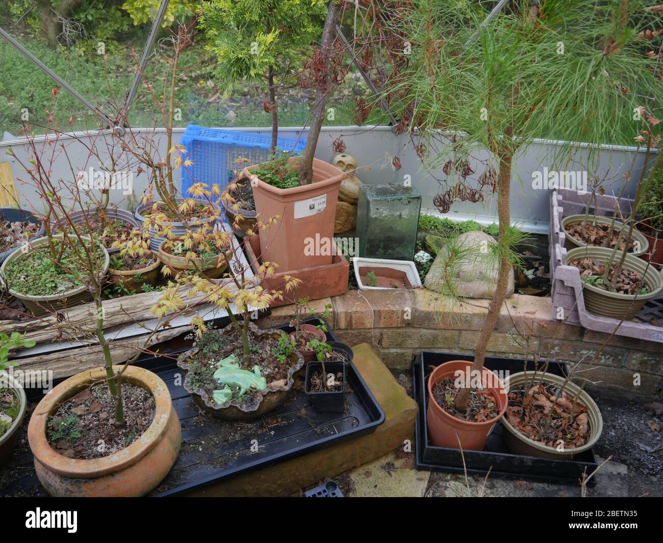 Bonsai sorvernò nel Regno Unito Foto Stock