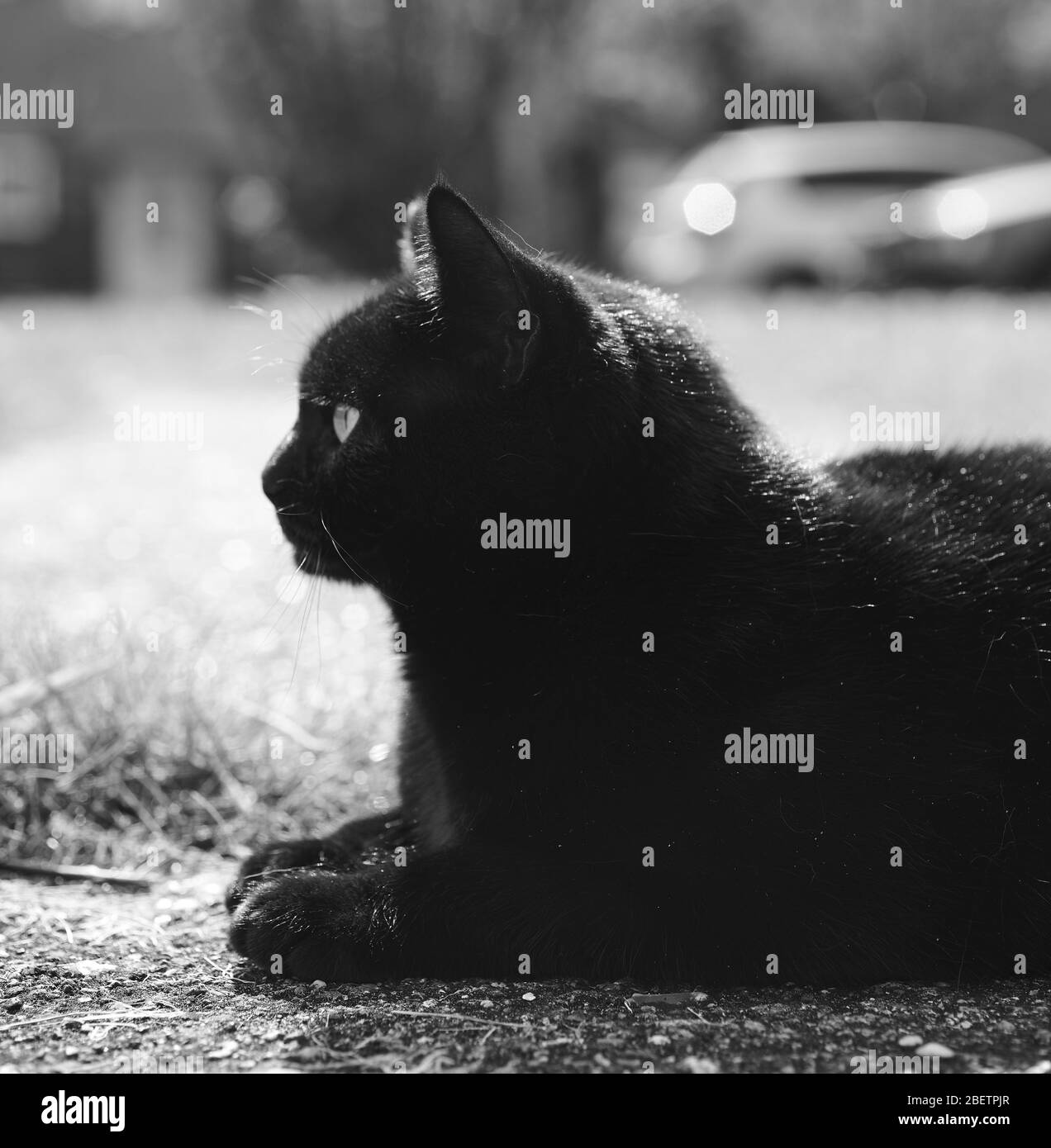 Gatto nero Foto Stock