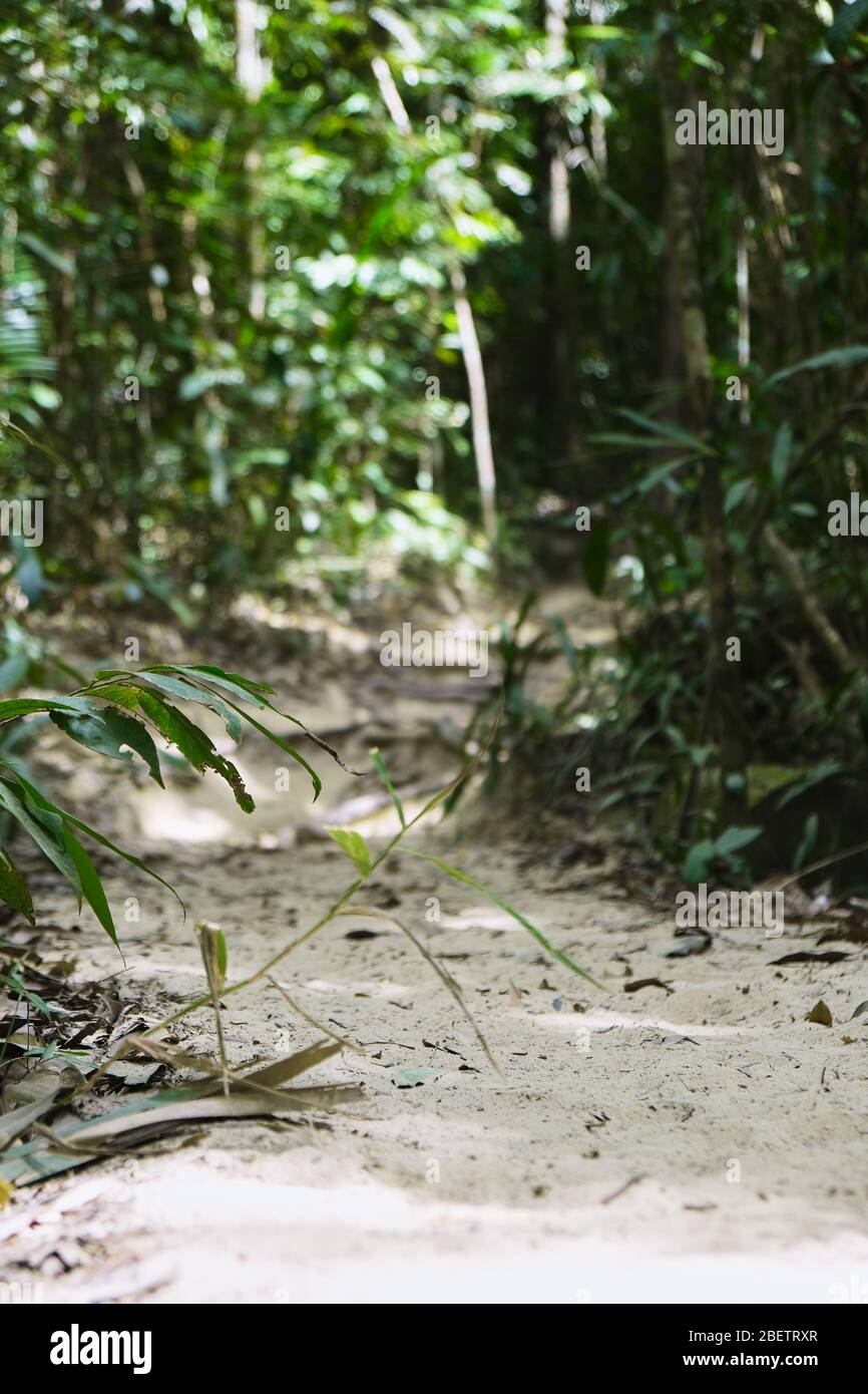 Scenario nella giungla della Thailandia al Khao ngon nak parco nazionale, noto anche come drago cresta montagna, vicino Krabi. Foto Stock
