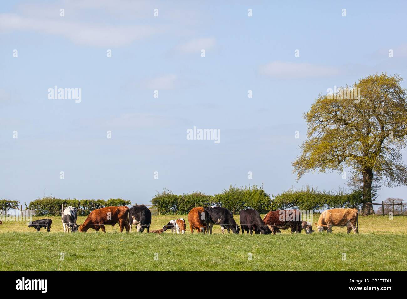Mandria di mucche striscia di bestiame pascolo su terreni agricoli Cheshire in un paesaggio rurale di campagna Foto Stock