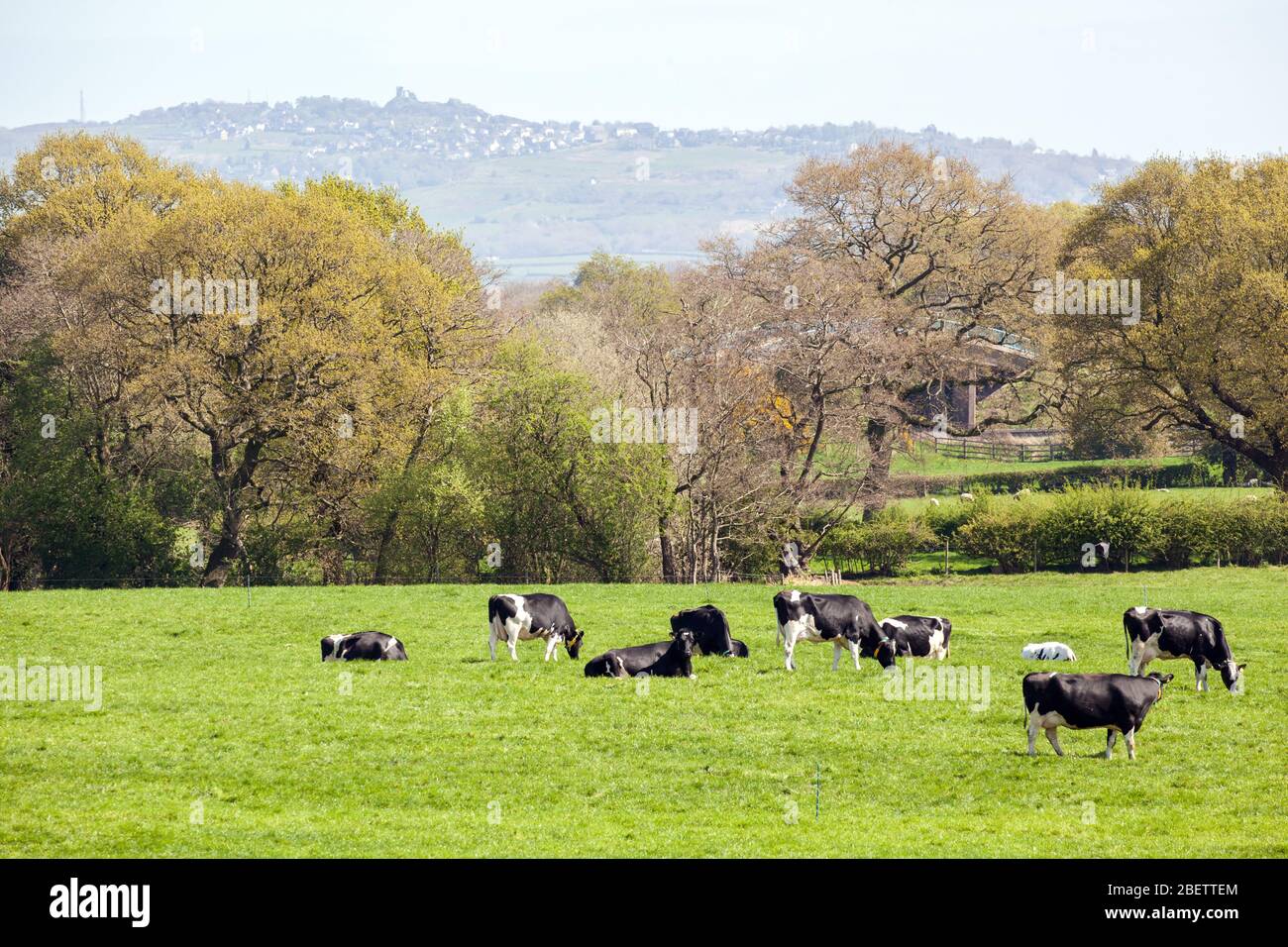 Mandria di mucche da latte che pascola su terreni agricoli Cheshire in un paesaggio rurale Foto Stock