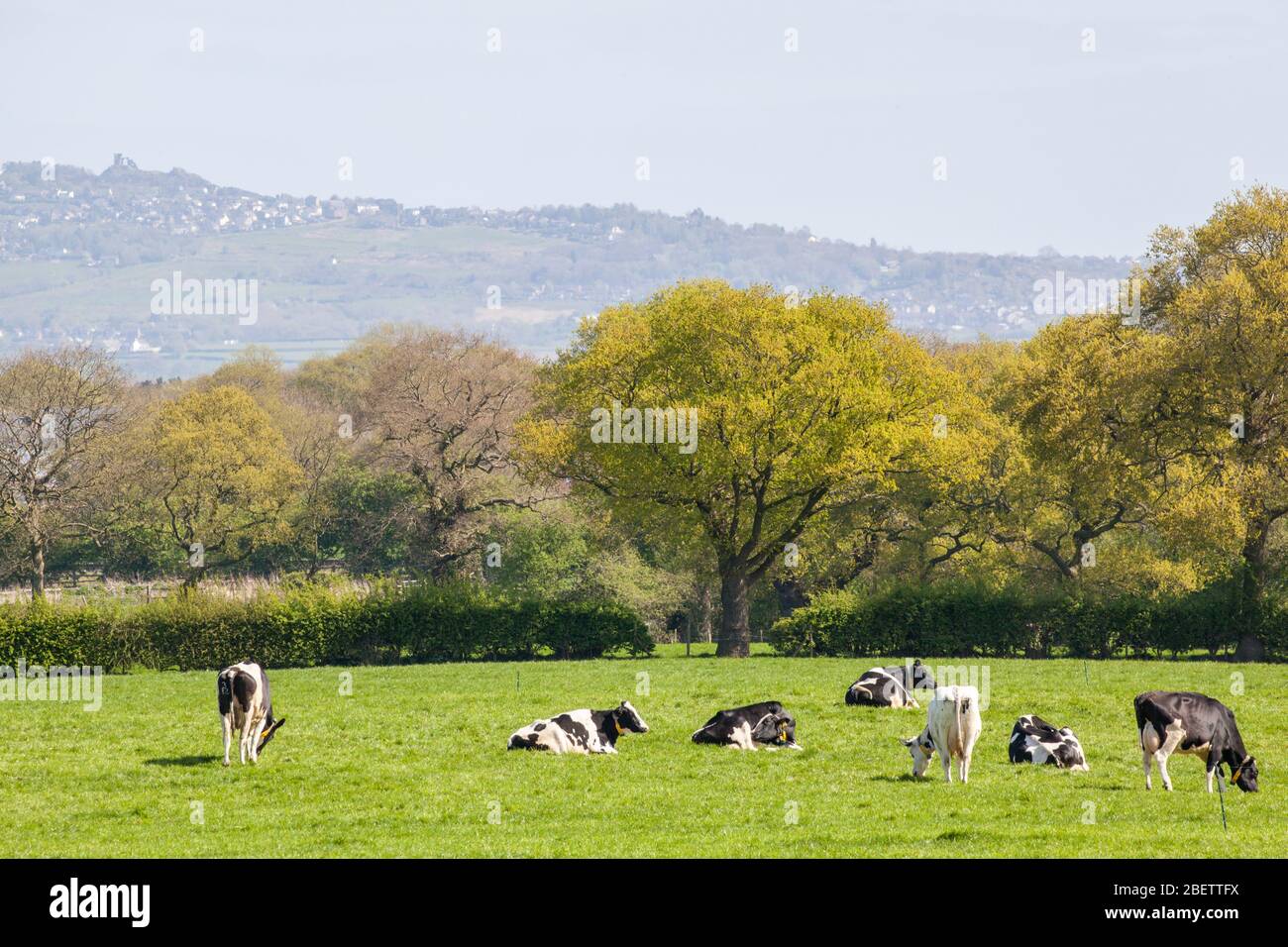 Mandria di mucche da latte che pascola su terreni agricoli Cheshire in un paesaggio rurale Foto Stock