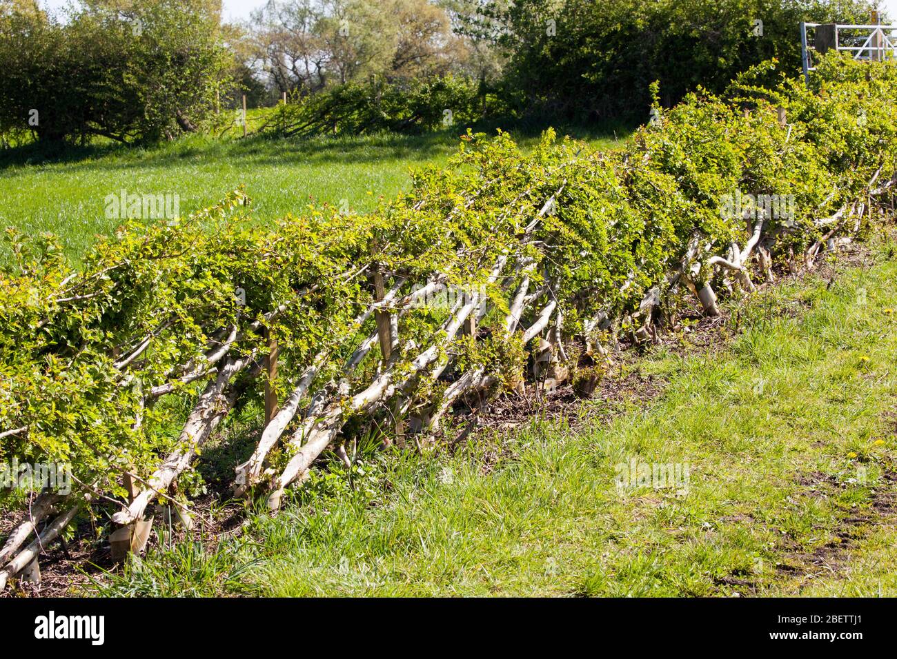 Siepe fila di siepe Hawthorne stratificato che posa in campagna inglese terreni agricoli Foto Stock