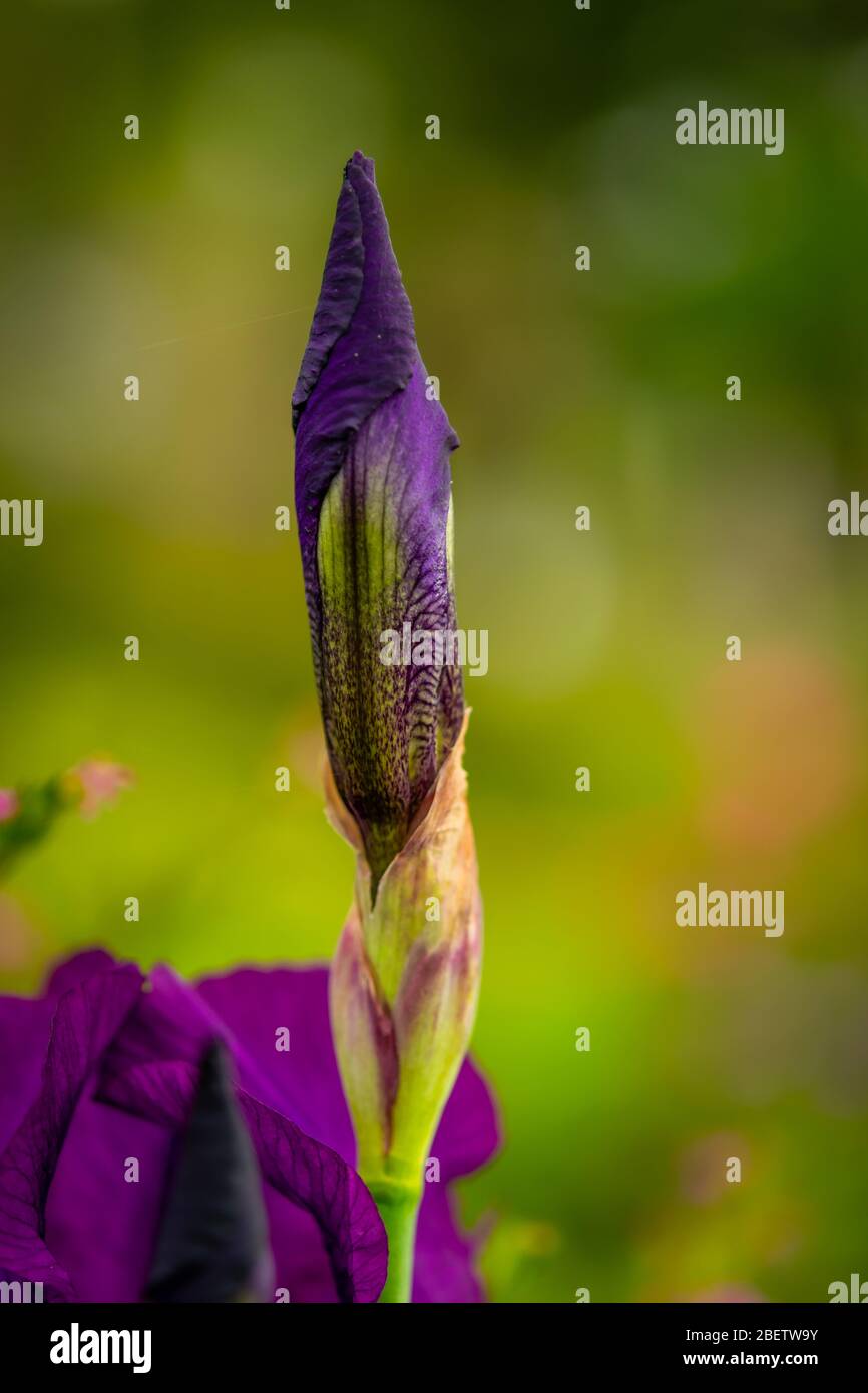 Un fiore viola germogliante che rappresenta la crescita Foto Stock