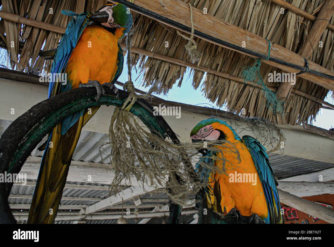 Vista ravvicinata di due pappagalli blu e gialli su un perch Foto Stock