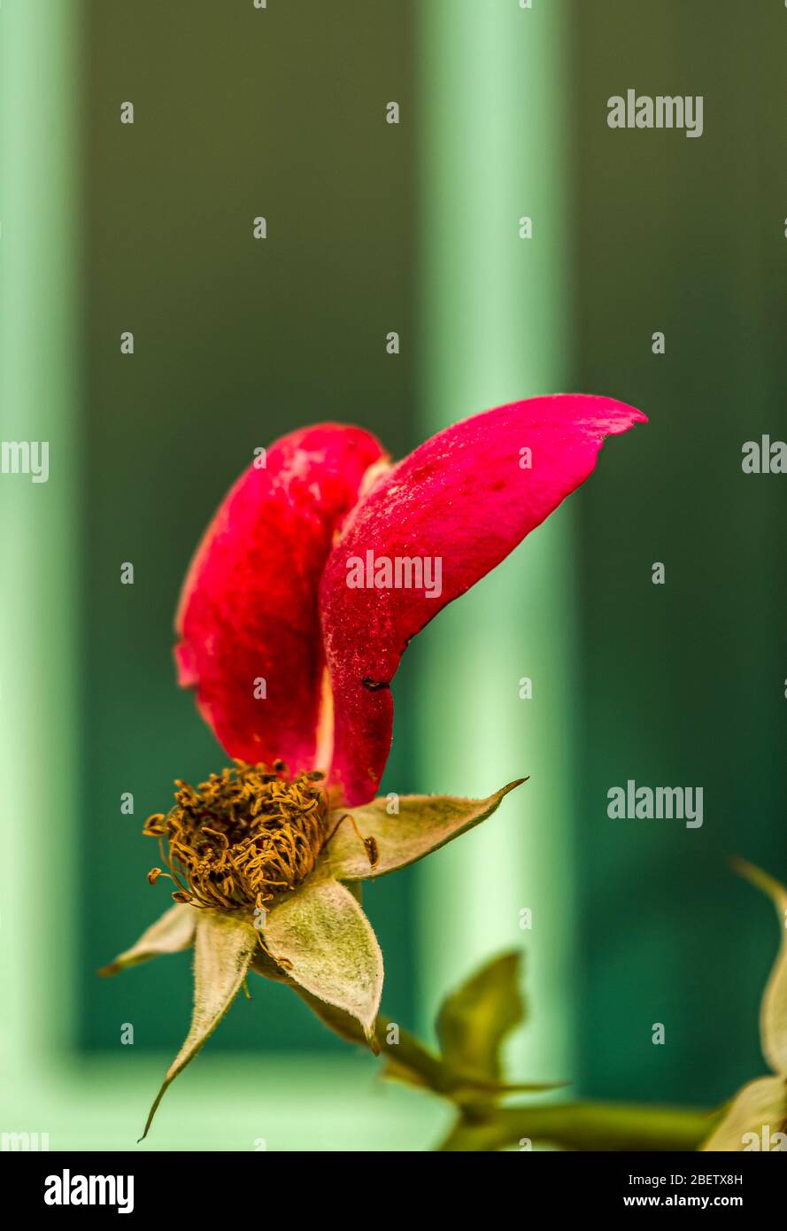 Rosa fiorita con un singolo petalo rosso e diversi sepali, vista libera dello stamens su uno sfondo verde isolato Foto Stock