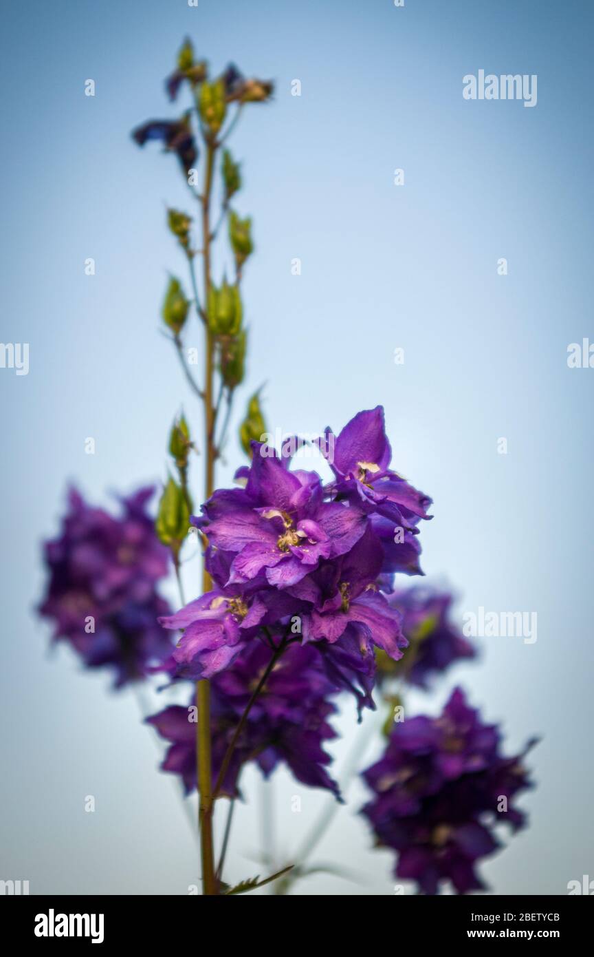 Delphinium delphinium in viola con fiori aperti e boccioli chiusi contro un cielo blu nuvoloso e luminoso con nitidezza selettiva Foto Stock