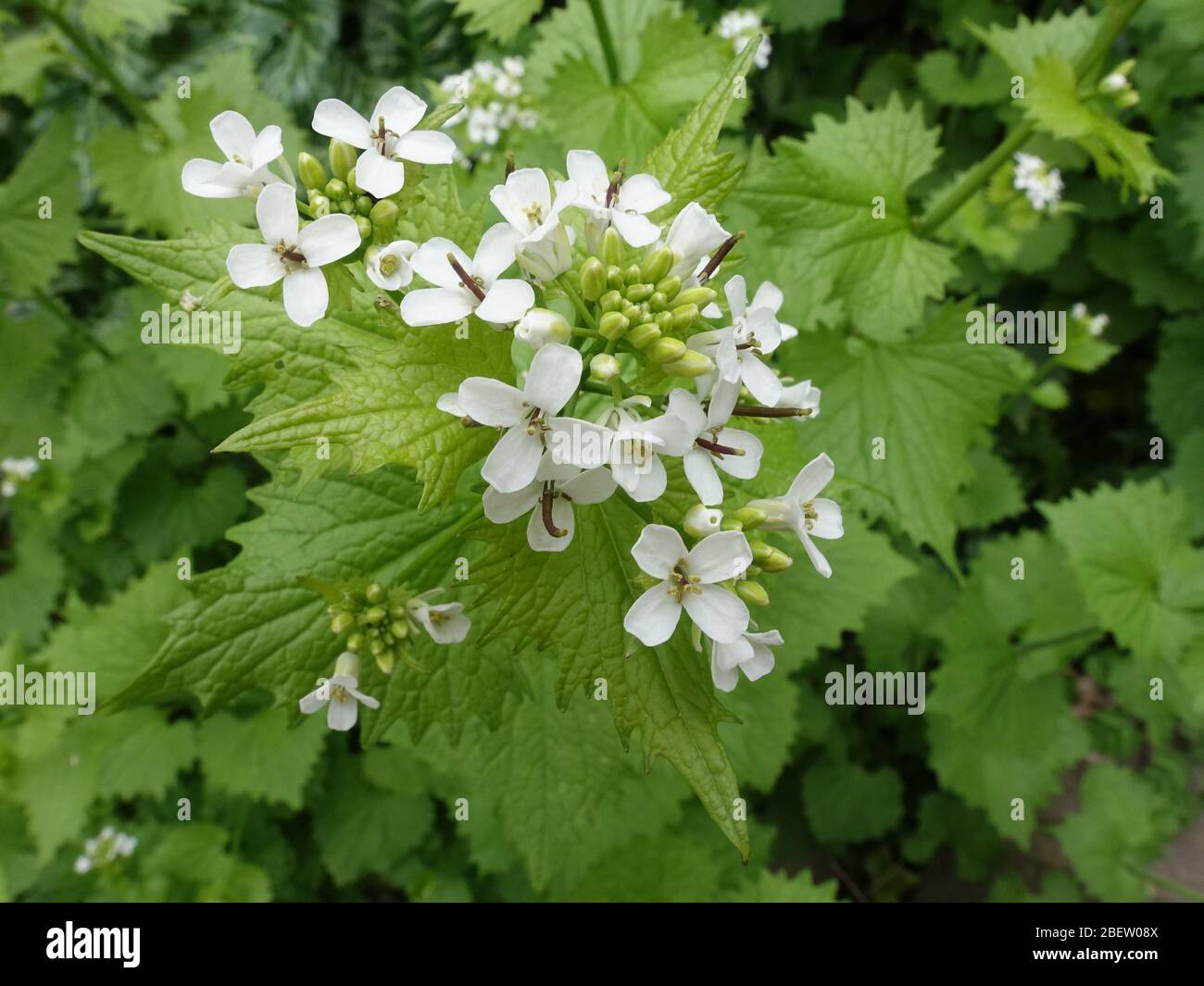 Knoblauchsrauke (Alliaria petiolata, SYN. Alliaria officinalis), auch Knobauchskraut, Lauchkraut oder Knoblauchhederich, Weilerswist, Nordrhein-Westf Foto Stock