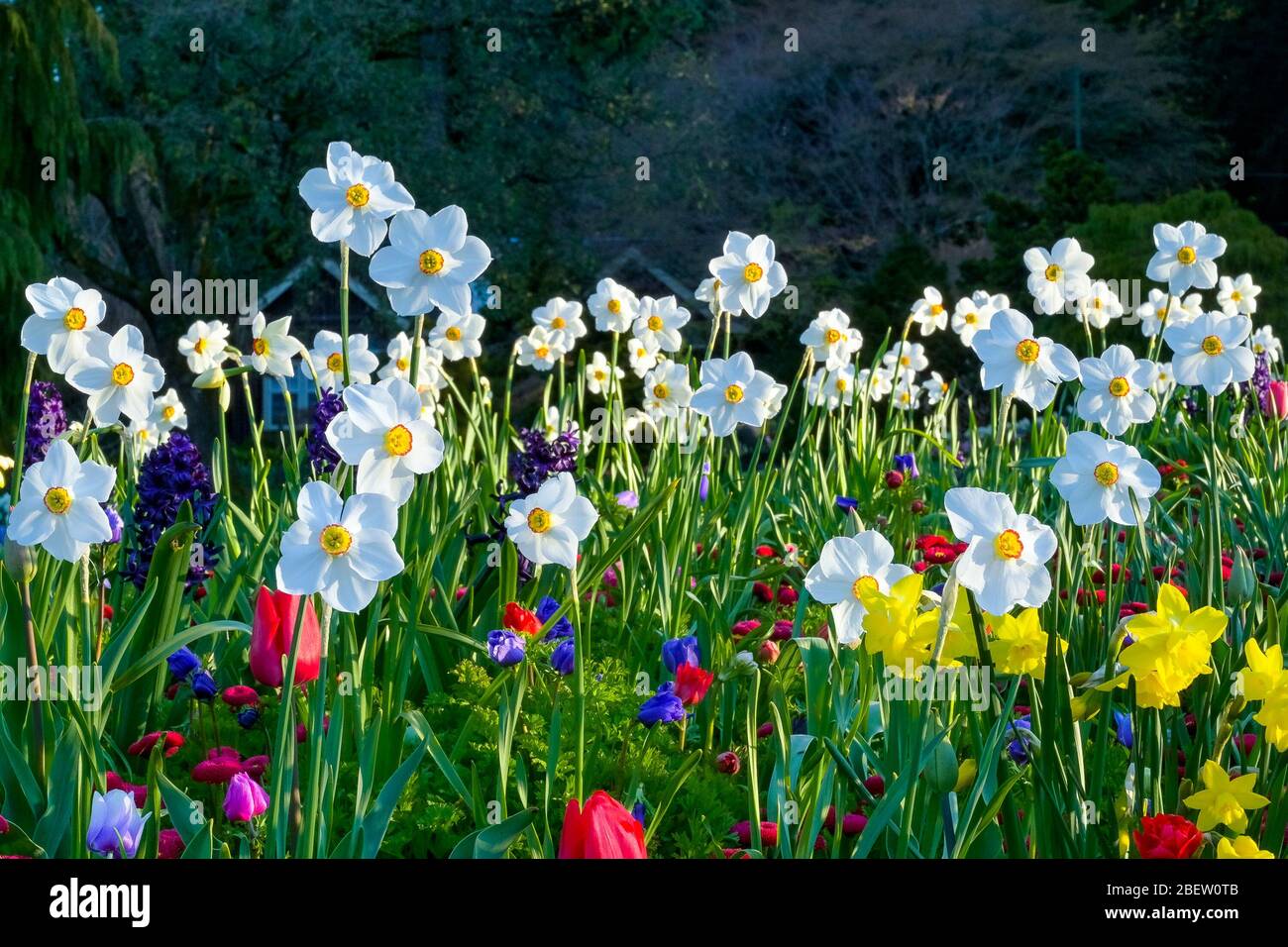 Aiuolo di primavera Foto Stock