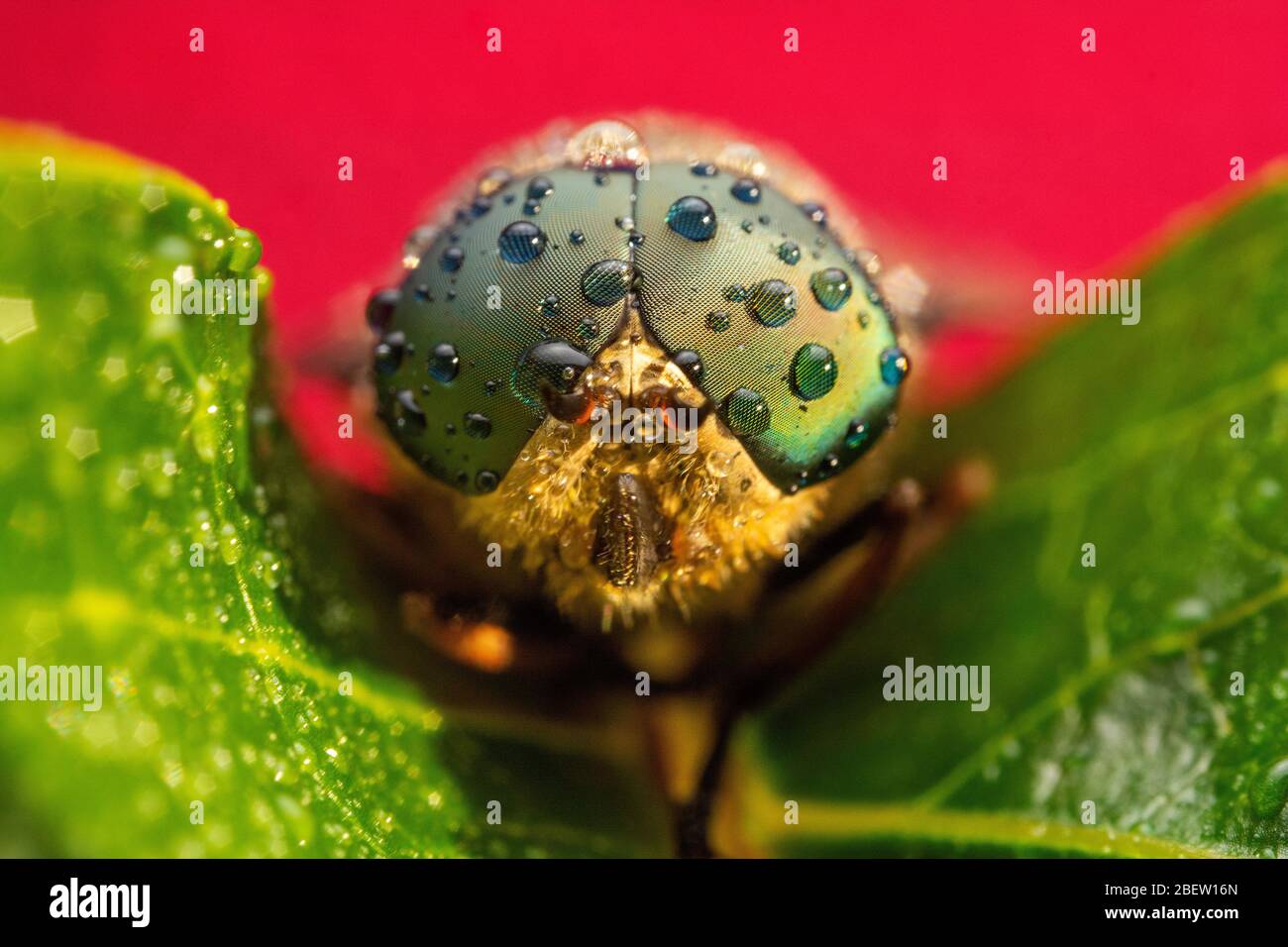 Horse fly da vicino macro fotografia estrema Foto Stock