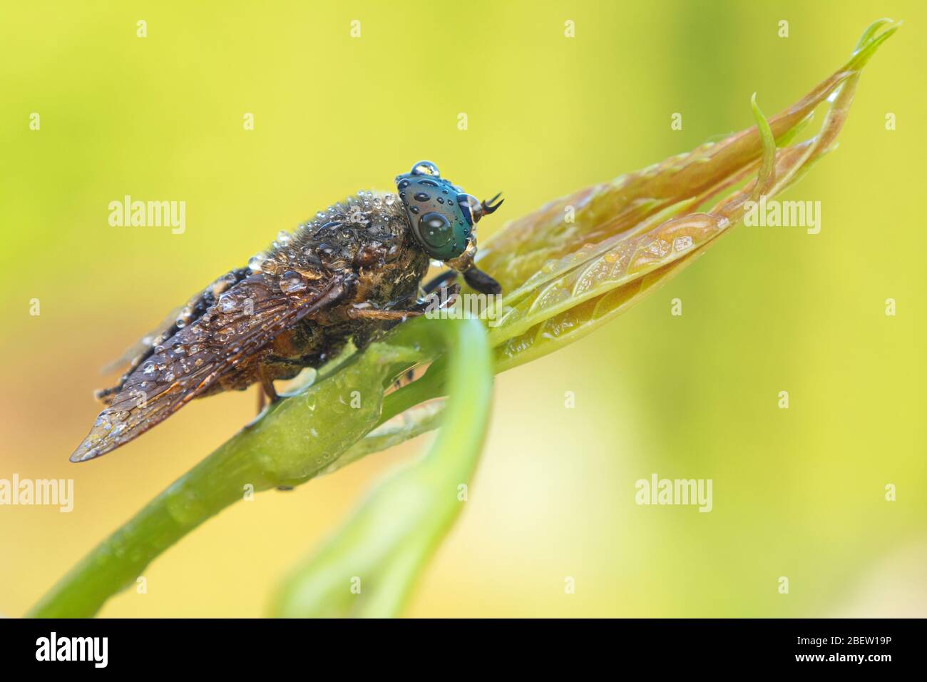 Horse fly da vicino macro fotografia estrema Foto Stock