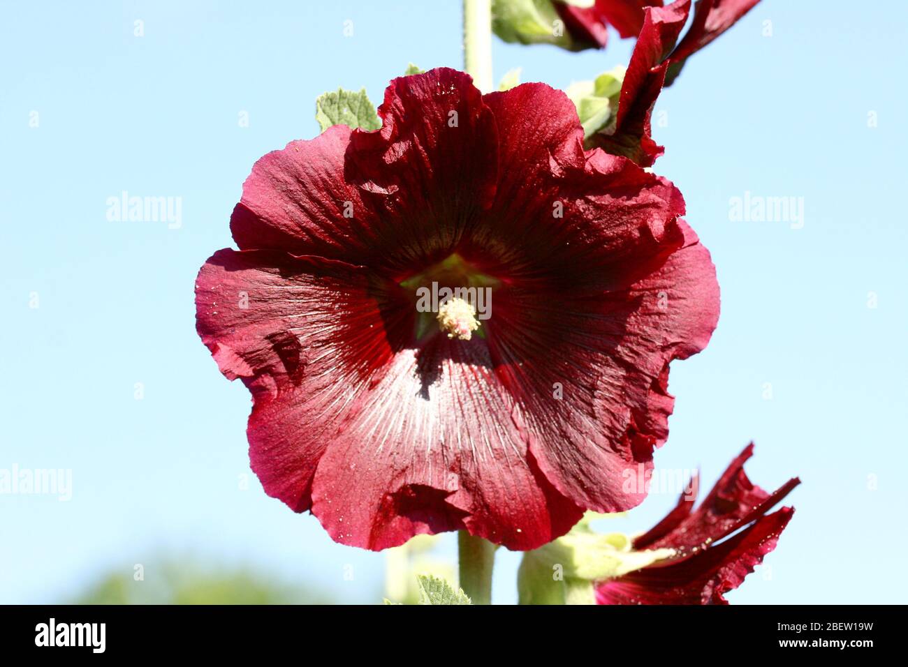 Un bellissimo hollyhock rosso fiorito (Alcea rosea) Eine schöne rot blühende Stockrose (Alcea rosea) Foto Stock