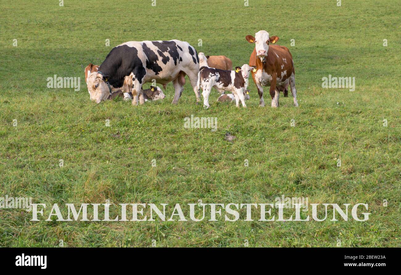COSTELLAZIONI FAMILIARI . FAMILIENAUFSTELLUNG Foto Stock