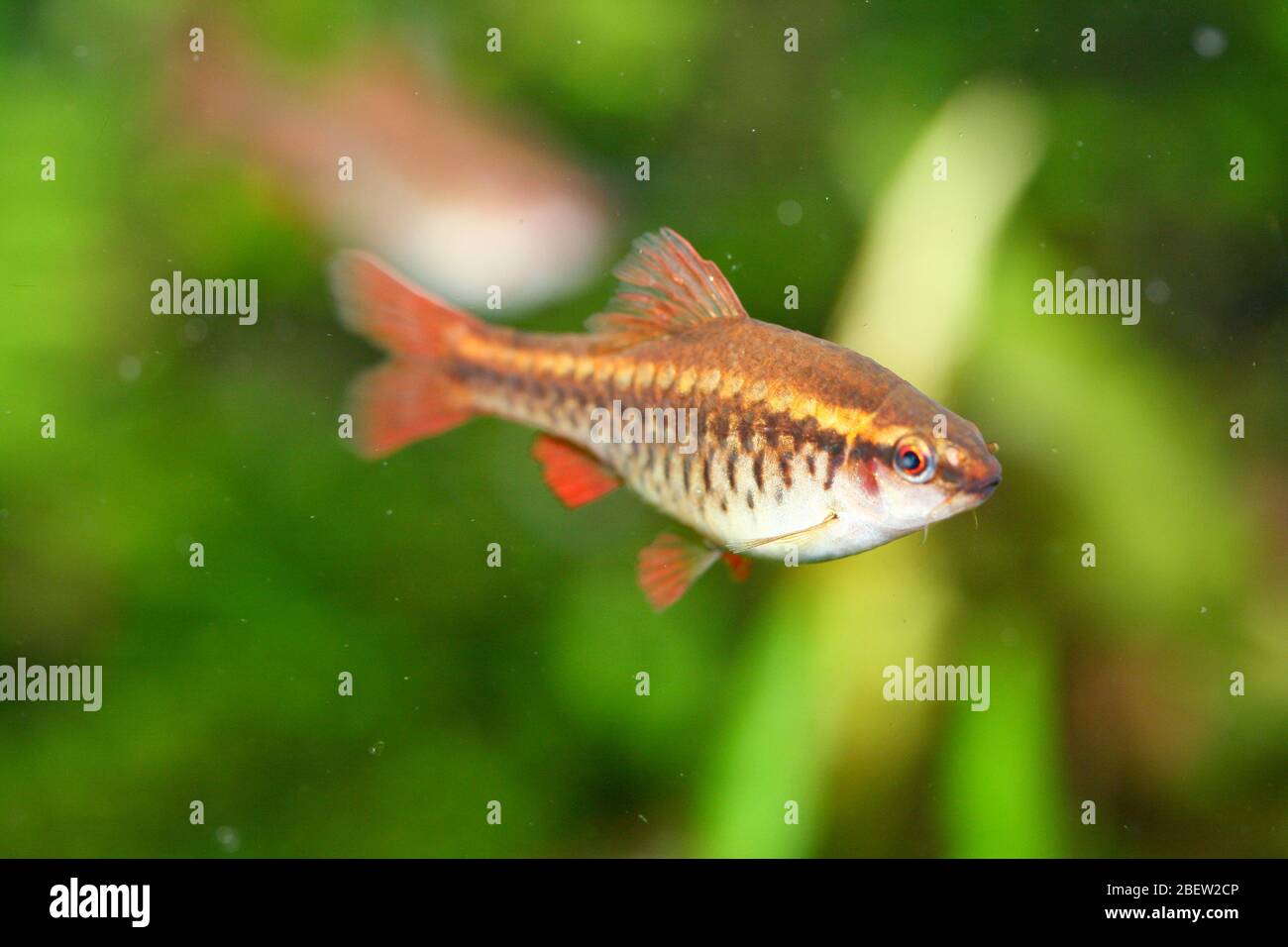 Il barbolo di ciliegio (Puntius titteya) è un pesce d'acqua dolce della famiglia delle carpe (Cypriniidae) Die Bitterlingsbare (Puntius titteya) ein Süßwasserfisch aus Foto Stock