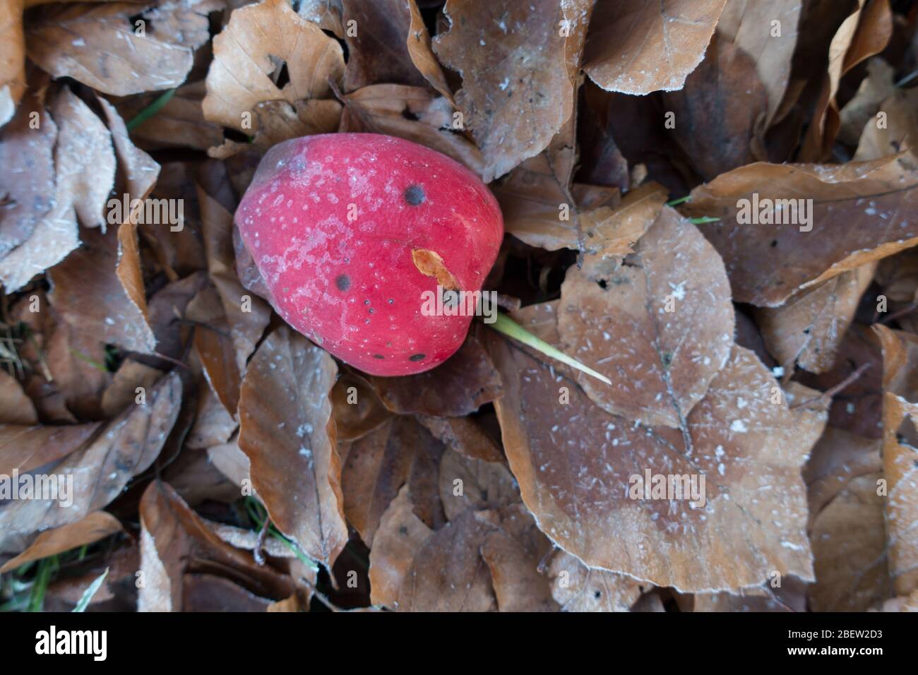 APFEL . APPLE . GELO Foto Stock