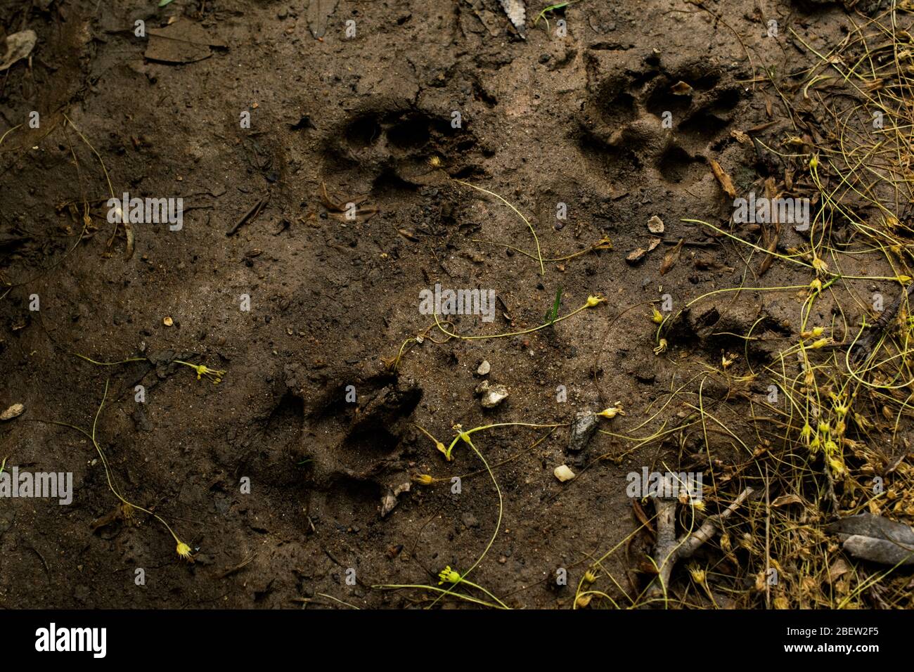 Dog Paw stampe nel fango - reale Foto Stock