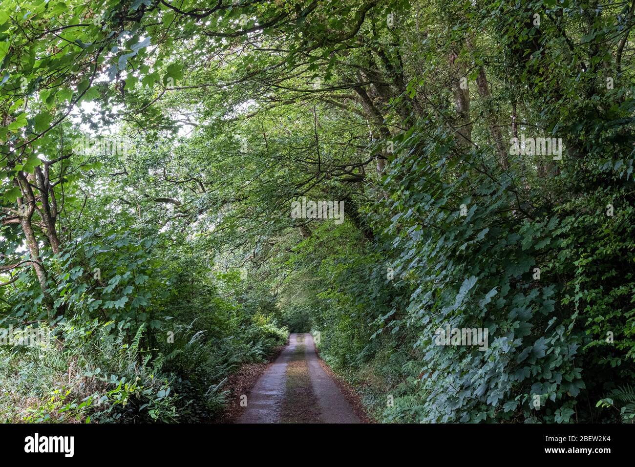 Green Country Lane in Cornovaglia Foto Stock