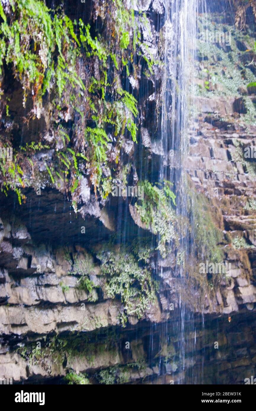 Una piccola cascata di montagna con acqua ghiacciata molto pulita. Gola. Roccia, pietra, acqua, edera. Caucaso, estate, escursione, turismo, vacanze, vacanze, viaggi Foto Stock