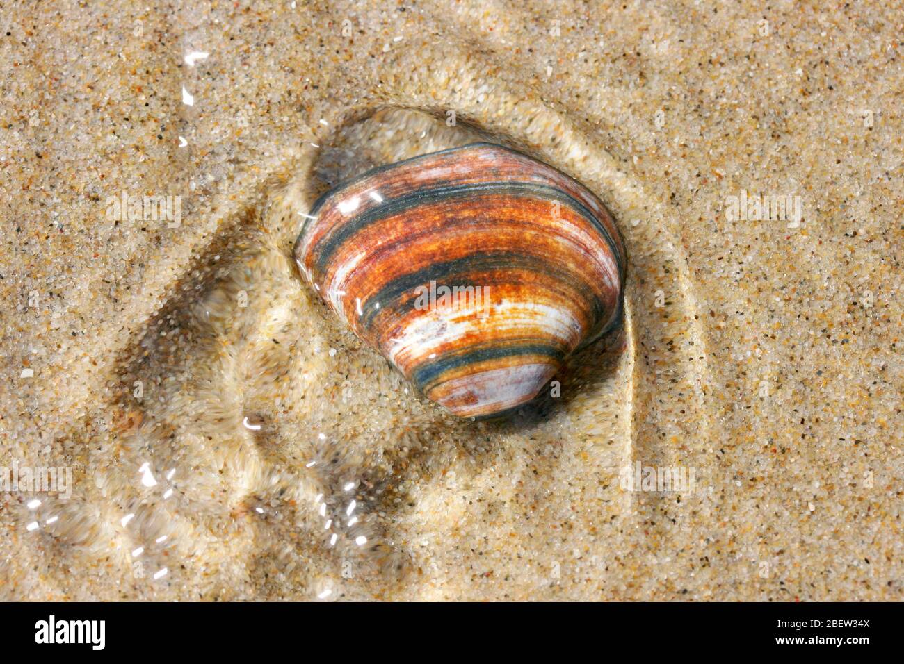 A lavato dalle onde conchiglia giace nella sabbia Eine von den Wellen angespülte Muschelschale liegt im Sand Foto Stock